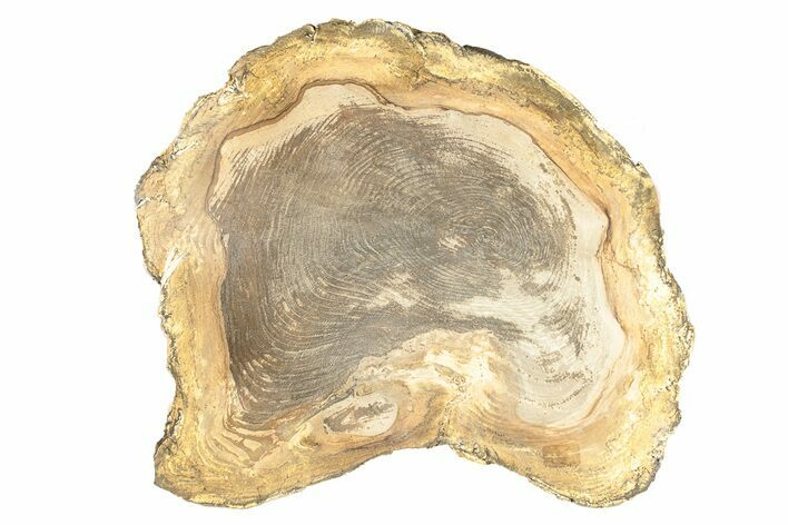 Polished Petrified Wood Round - Sweet Home, Oregon #257817